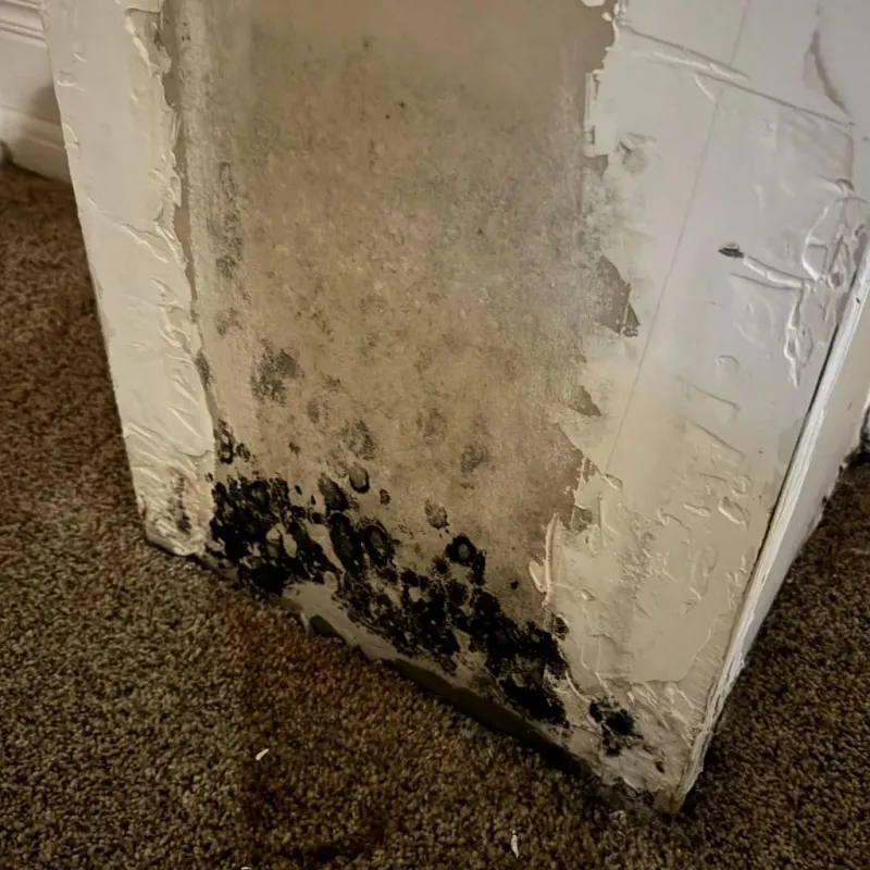 Professional Mold Removal in Anadarko, OK